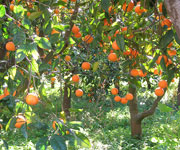 Piantagione di arance rosse