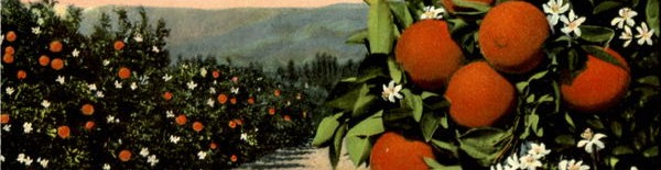 coltivazione di arance